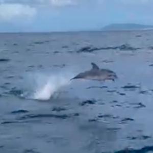 Golfinhos são flagrados nadando próximo à embarcação em praia da região