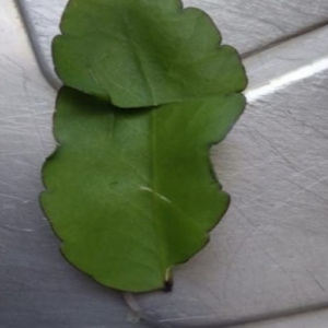 Insatisfação de paciente com orientação médica gera indignação e caso repercute