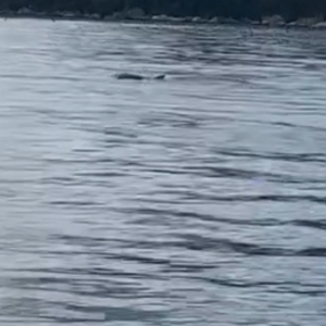 Botos são avistados comendo tainha na praia de Canto Grande