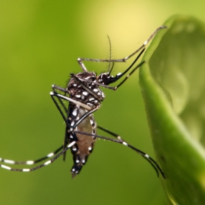 Município decreta situação de emergência em saúde devido à dengue