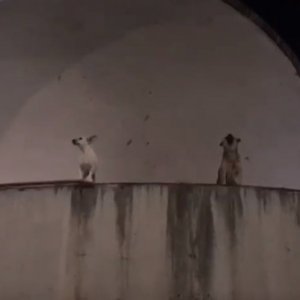 Cães fazem cantoria em concha acústica de Tijucas