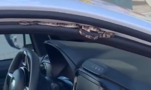 Proprietário tira carro de concessionária em Brusque e viaja com cobra até Tijucas