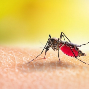 Tijucas registra aumento estratosférico nos casos de dengue em 30 dias