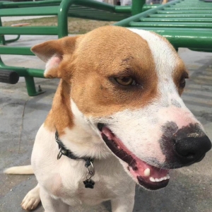 Cachorro é morto com paulada na cabeça após briga com outro cão