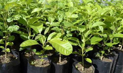 Feira de mudas ornamentais e frutíferas será realizada em encomendas direta