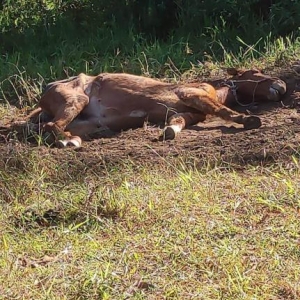 Crueldade: cavalo desnutrido é abandonado no Sertão do Trombudo, em Itapema 