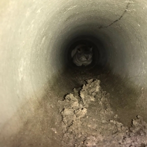Cão e gato são resgatados pelos bombeiros ao ficarem presos em tubulação