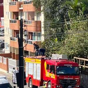 Gatinha que escalou árvore é resgatada pelos Bombeiros 
