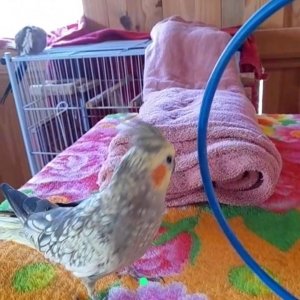 Calopsita foge e família pede ajuda para encontrar; oferece-se recompensa 