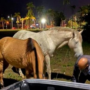 Cavalos soltos reviram lixo e preocupam comunidade; há indícios de maus-tratos   