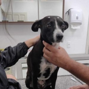 Pai denuncia escola à Regional por cuidar de cachorrinha abandonada