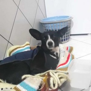 Pretinha, cachorrinha que vivia em escola de Tijucas, ganha novo lar 