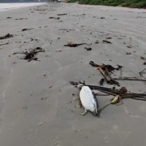 Pinguins são encontrados mortos em praia de Porto Belo 