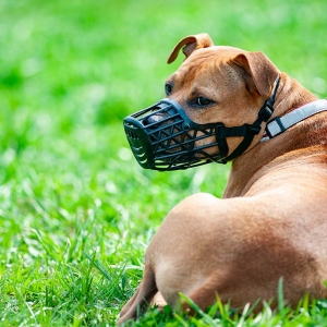 Município aprova lei de condução em via pública de cães considerados perigosos