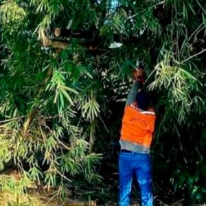 Defesa Civil de São João Batista remove árvore caída após ventania 