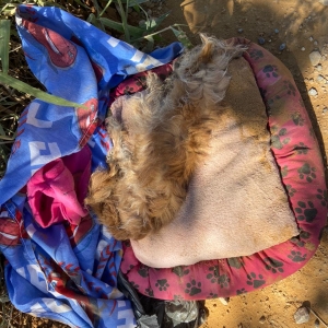 CRIME: Cachorro abandonado é encontrado morto, com a cabeça esmagada