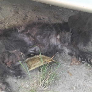 CRUELDADE: Cachorrinho é encontrado debilitado em Tijucas e morre após resgate