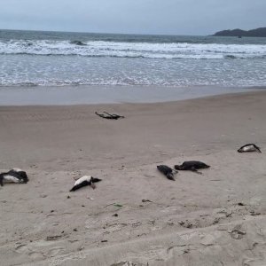 Mais de 60 pinguins são encontrados mortos em praia de Bombinhas