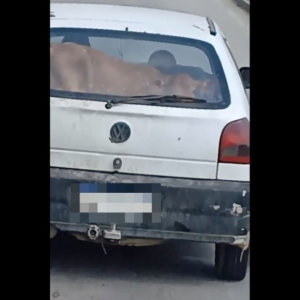 Cena inusitada: Vaca é transportada dentro de carro
