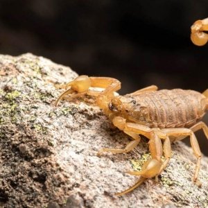 Ocorrências com escorpiões cresce de forma alarmante em Tijucas