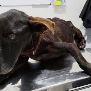 Revoltante: Cachorro é resgatado vítima de maus tratos
