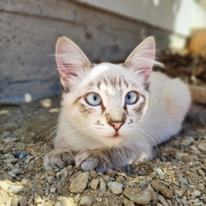 Gato cai de sacada de prédio em BC, dá trabalho aos bombeiros e reforça lenda das sete vidas