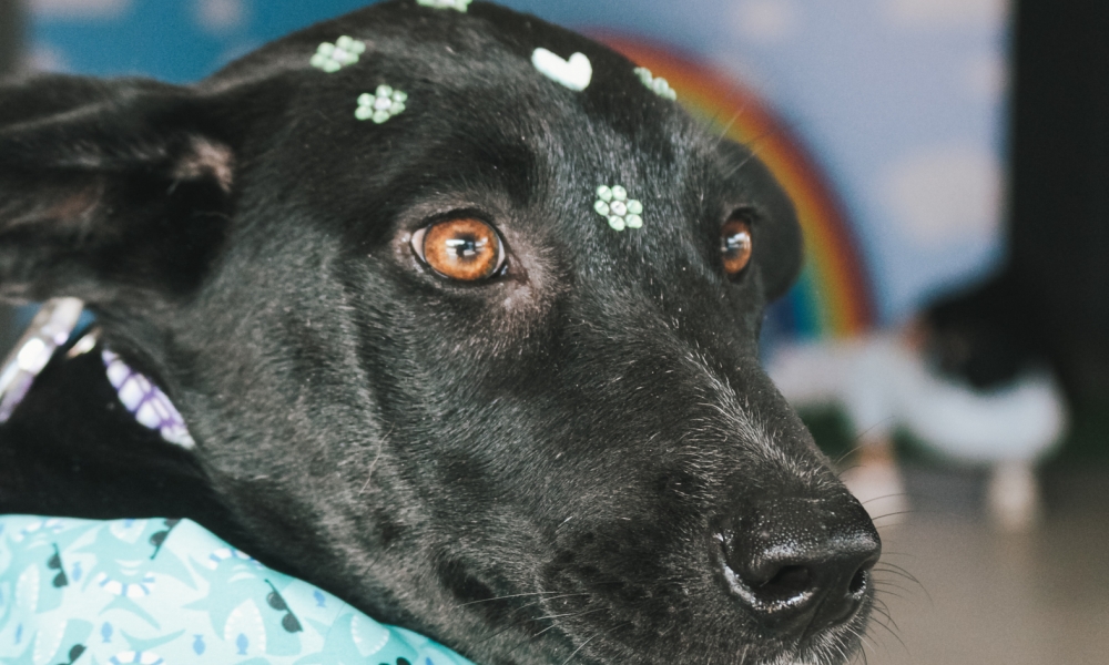 I Fashion Outlet promove Feira Pet em parceria com ONG Anjinhos Peludos 