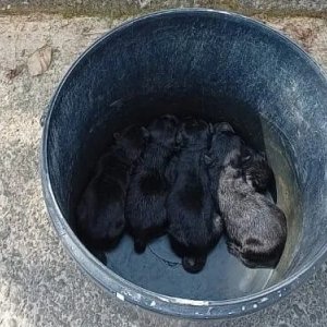 Filhotes de cachorro abandonados dentro de balde, não resistem