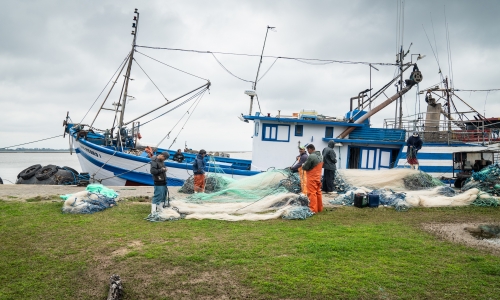 Deputado quer proibir pesca e consumo de espécie de peixe em SC