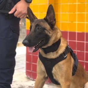 Cão farejador é treinado para reforçar guarda municipal de Itapema