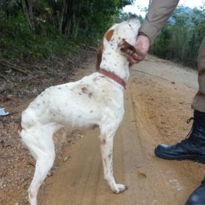 Cachorros são encontrados em situação deplorável de maus-tratos 