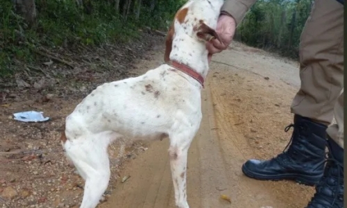 Cachorros são encontrados em situação deplorável de maus-tratos 