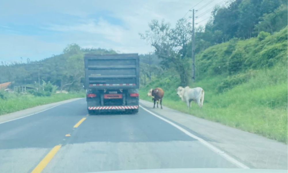 Animais soltos colocam motoristas em risco na SC-410