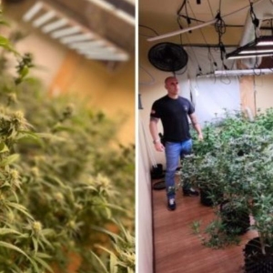 Estufa para produção de variadas espécies de maconha é encontrada em Tijucas