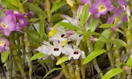 Exposição de Orquídeas encantou amantes das flores em Tijucas
