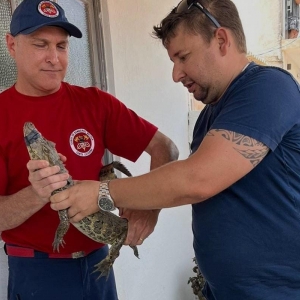 Moradores de Tijucas acionam resgate para retirada de jacaré de dentro de casa