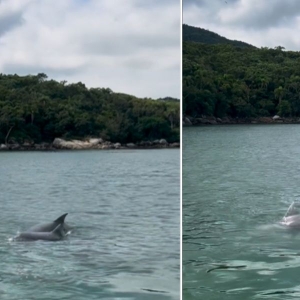 Golfinhos são filmados em praia de Porto Belo e encantam turistas