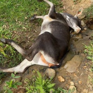 URGENTE: Tijucas tem caso positivo de raiva em bovino
