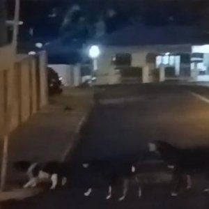 'Gangue dos caramelos': Moradores são atacados por cachorros de rua