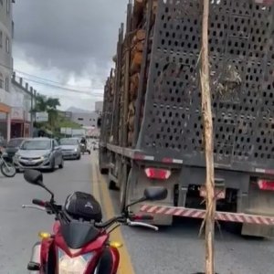 Tora de eucalipto cai de carga de caminhão e atinge veículo