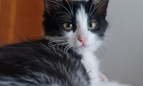 Dezembro Verde: Conscientização contra o abandono de animais