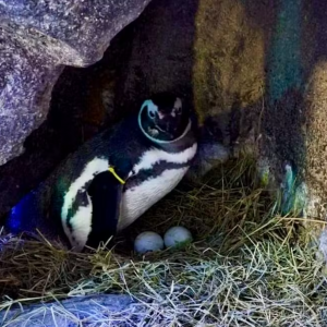 Pinguins do Aquário de Balneário Camboriú aguardam primeiros filhotes