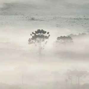 SC amanhece com geada e temperaturas abaixo de 5ºC na Serra
