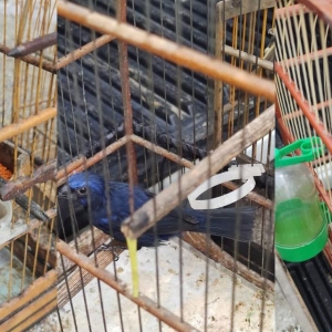 Denúncia leva a apreensão de aves; Envolvido já respondeu por diversos crimes