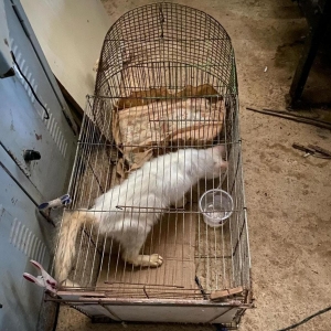 Gatos se alimentavam de outro gato morto em resgate de maus-tratos na região