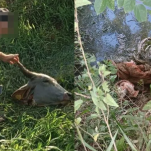 Vísceras e cabeça foram encontradas; Rebanho de gado é atacado na região