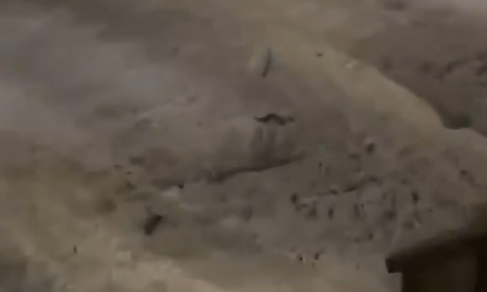 VÍDEO: Ratos 'dando uma volta' em praia de Itapema são filmados; Prefeitura anuncia medidas