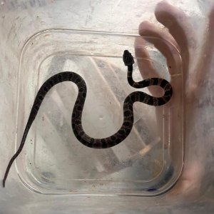 Serpente jararaca dormideira é resgatada de dentro de imóvel em Tijucas