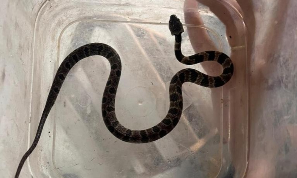 Serpente jararaca dormideira é resgatada de dentro de imóvel em Tijucas