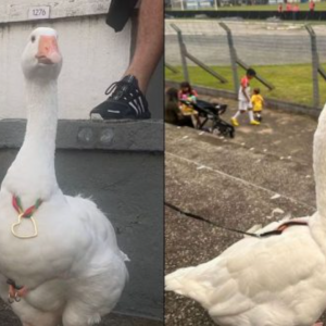 Inusitado: Gansa rouba a cena em partida de futebol em Balneário Camboriú